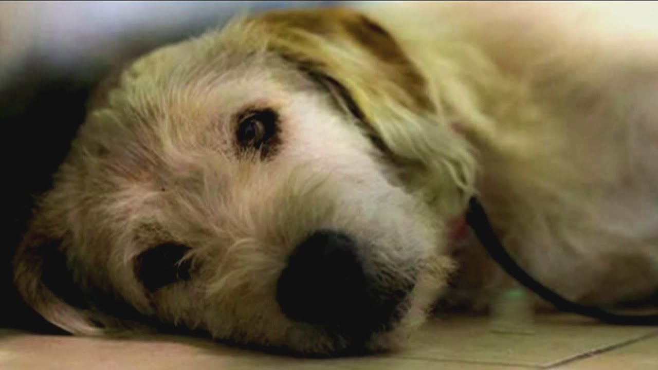 Un perro ecuatoriano ‘Arthur’ salta a la fama en las redes por su lealtad