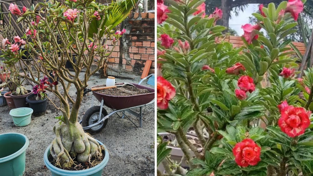 A IMPORTÂNCIA DE TER UM SUBSTRATO COM NUTRIENTES/ REPLANTIO! 🪴🌸 