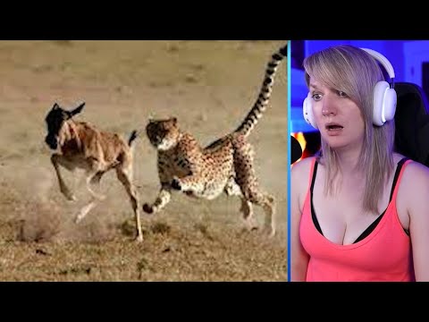 Top 12 Cheetah Chases Caught On Camera