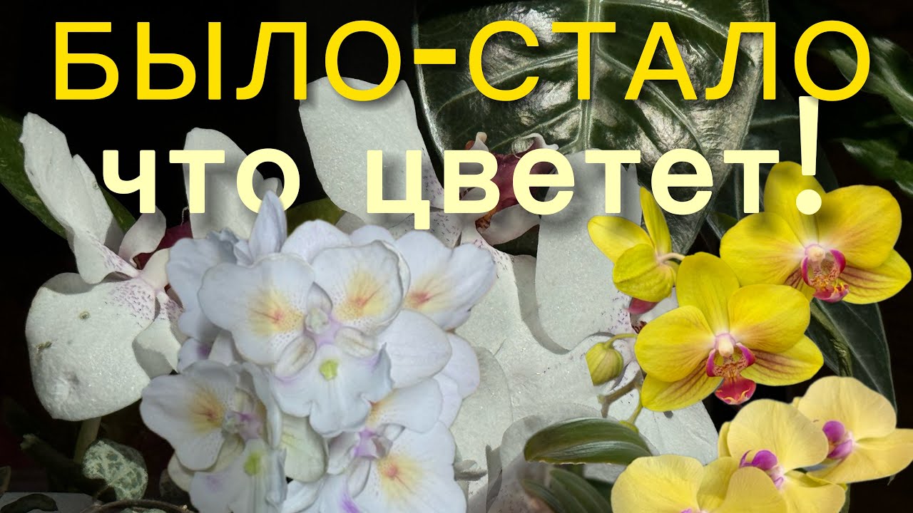 По полкам с цветущими орхидеями. Результаты и разговоры