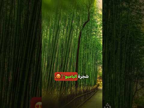 شجرة البامبو