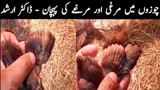 How To Identify Female Male Chicks By Dr Arshad