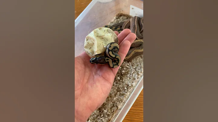 Baby Snake Hatches From Egg #ballpython #reptiles #snake #animals #pets #shorts #fyp #viral