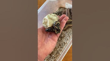 Baby Snake Hatches From Egg #ballpython #reptiles #snake #animals #pets #shorts #fyp #viral