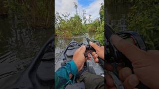 que tomada de linha desse PEIXE! #pescariaraiz #peixe #fishing #pescador #tambaqui