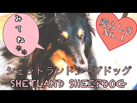 【犬Vlog】シェットランドシープドッグ-SHETLAND SHEEPDOG 仕草可愛い癒し系のウチの子ボーディ（菩提）はNo. 1