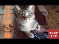 ぽぽの食べっぷり【Popo's food】