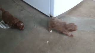 Cavapoo Puppies For Sale