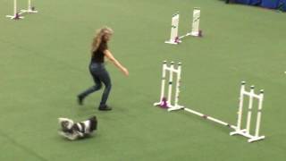 Agility Shih Tzu Turk's Blue Ribbon Jumper Class