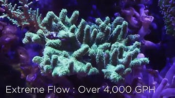 WAV - Product Snapshot