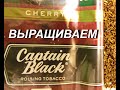 Выращиваем Captain Black