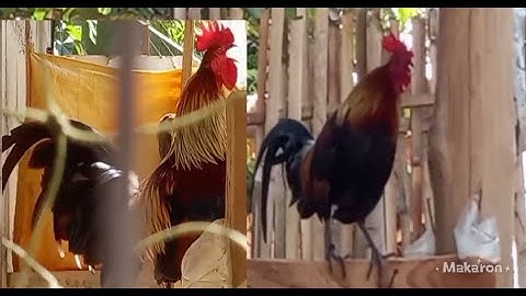 ไก่ต่องามqaib dib zoo nkauj54447366