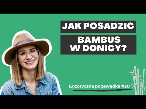 Wideo: Uprawa bambusa w pojemnikach – jak dbać o bambus w pojemnikach