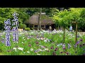 TOKYO. Blooming Irises In Downtown of Tokyo. #4K #小石川後楽園 #堀切菖蒲園