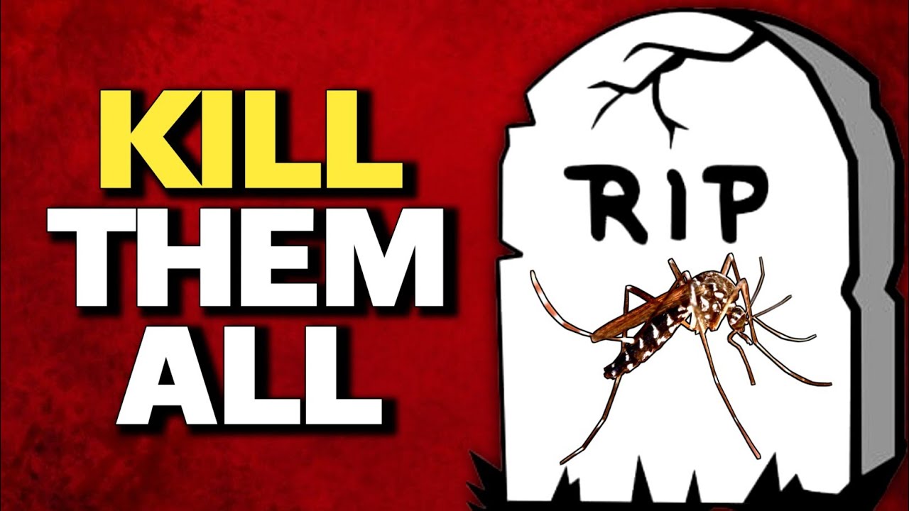 What If all MOSQUITOES DISAPPEARED YouTube