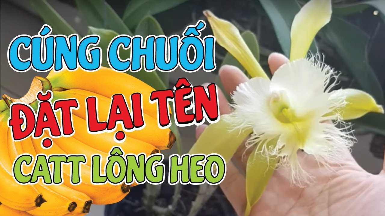 Cái Tên Giết Chết Một Loài Hoa Xin Cúng Nải Chuối Đặt... - youtube