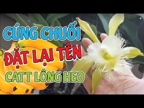Video Cái Tên Giết Chết Một Loài Hoa Xin Cúng Nải Chuối Đặt... - youtube