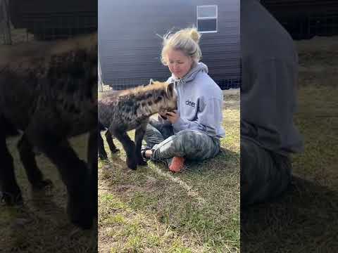 girl playing with a hyena | девушка играет с гиеной #shorts