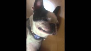 ボストンテリアのモーちゃんに電気アンマをやってみた