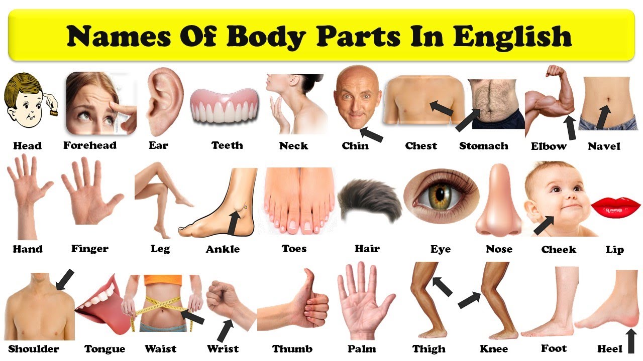 Body Parts In English with pdf | Our Body Parts | body parts with