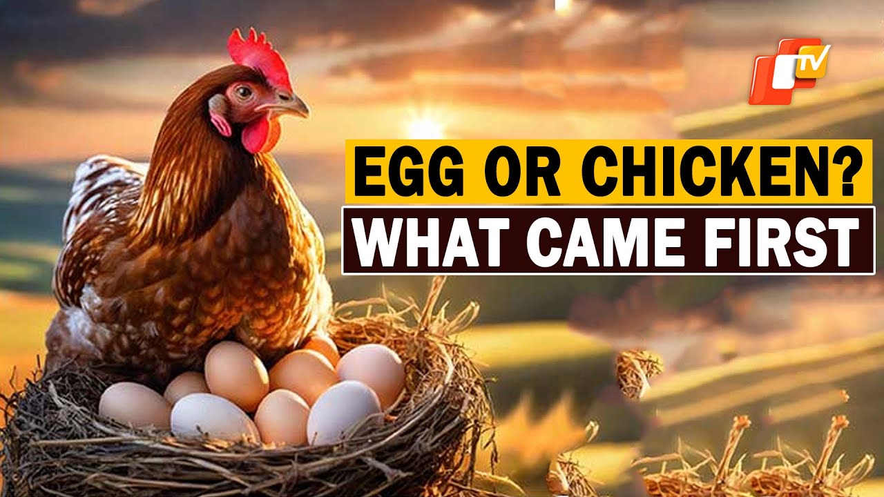 Mystery Solved: Science Explains Which Came First – Egg or Chicken ...