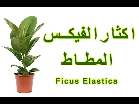 إكثار الفيكس المطاط Ficus Elastica Youtube