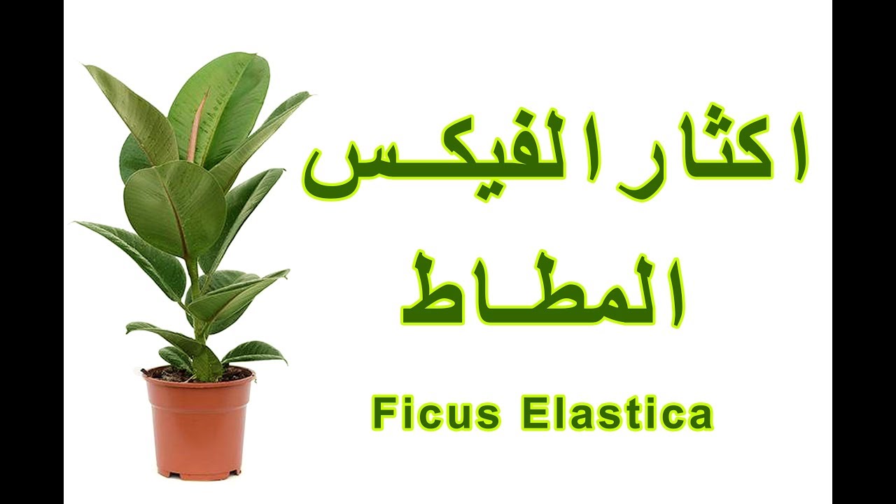 إكثار الفيكس المطاط Ficus Elastica Youtube