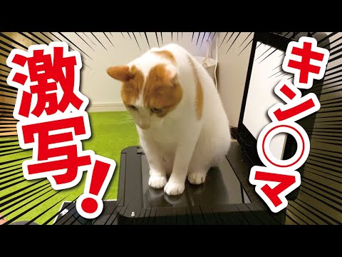 【衝撃映像】コピー機で先住猫の金◯を印刷してみました