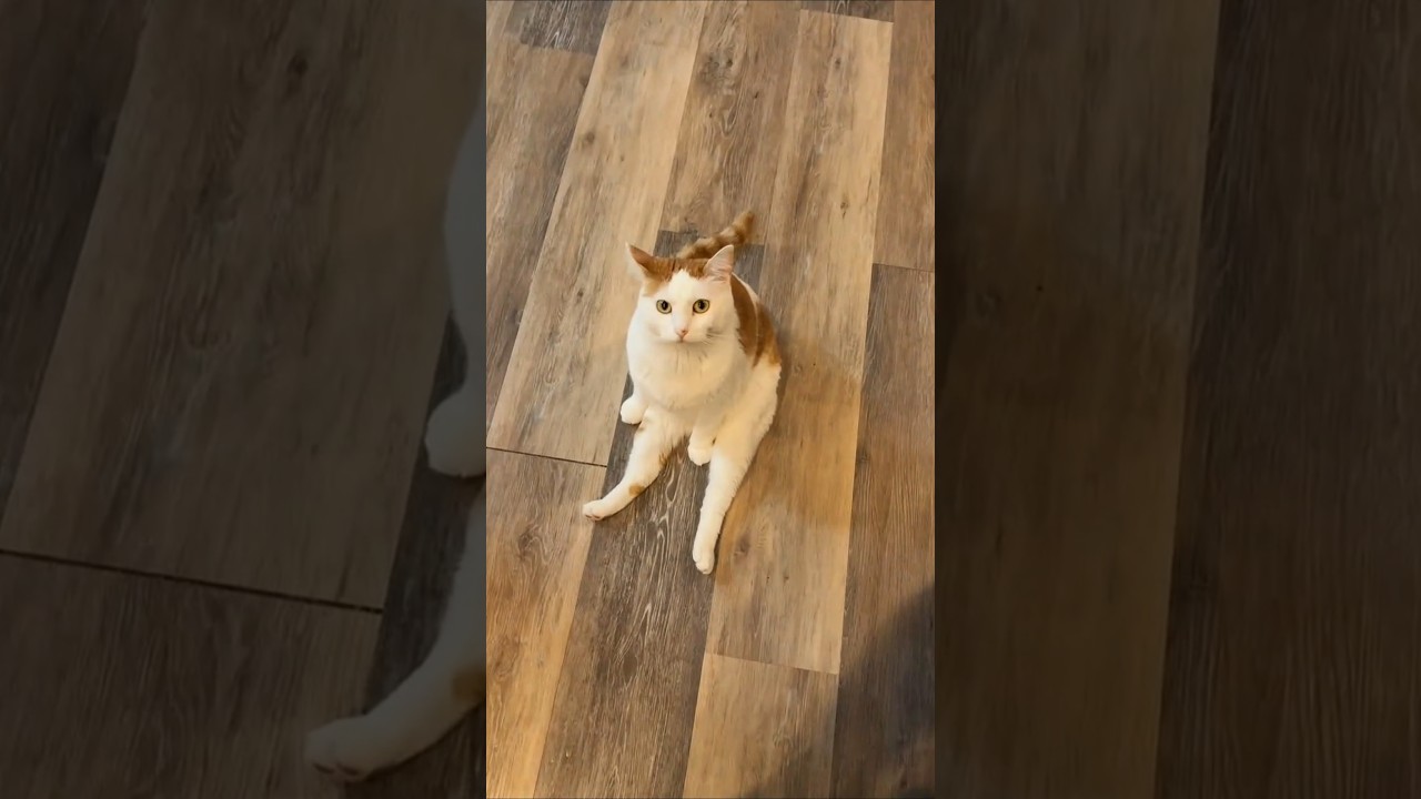 this cat likes to be held like a baby. 