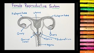 How to draw Female Reproductive System |Female Reproductive System diagram | Biology diagrams