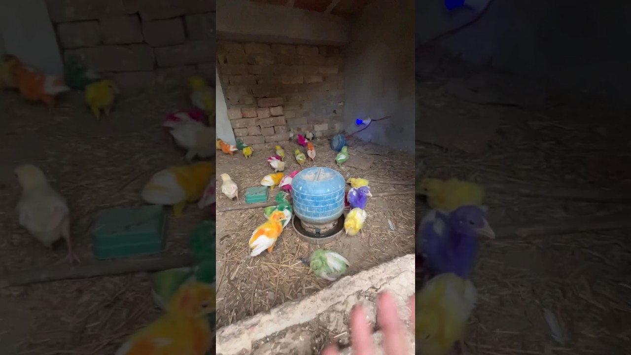 Lizard 🦎 attack on chicks 