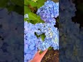 #Gardening #GardenDIY #GardeningTips #HomeGarden #GrowYourOwn