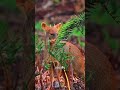 World’s Smallest Deer #pudu #animal #animalfacts