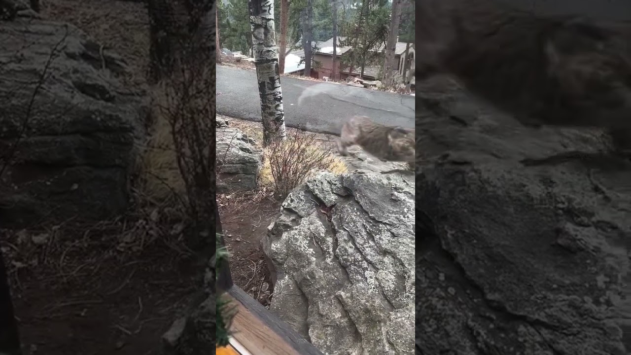 Wild Cat Chases and Catches Squirrel in an Epic Pursuit