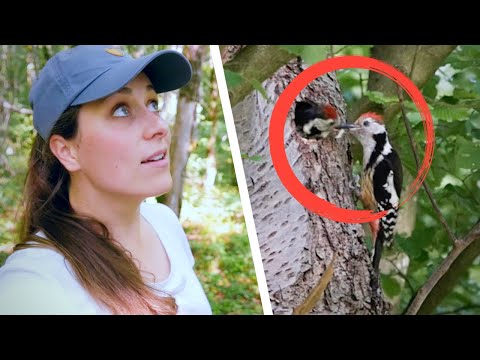 Exploitation forestière et biodiversité : c'est possible ?