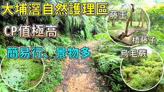 【香港好去處】大埔滘自然護理區｜CP值極高的生態遠足郊遊路徑｜大埔滘野外研究園｜河溪、㥺藤子、荷花、烏毛蕨｜綠化度極高｜