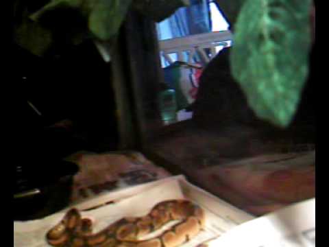 Fresh Look at Feeding My Ball Python The First Time Frozen Pinkie