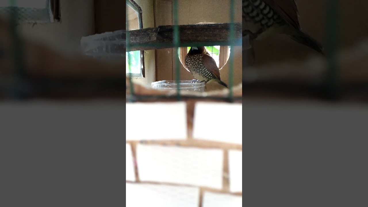 Sangkar burung peking 