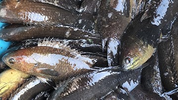 Tập 46: Câu cá rô U minh thượng. Tiếp tục trúng mánh bầy cá rô