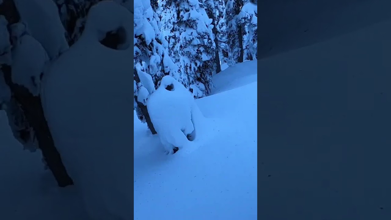 Untouched Powder Line