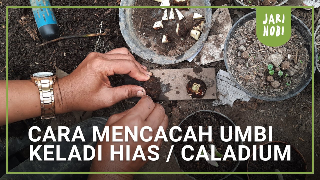 PERBANYAK TANAMAN KELADI HIAS / CALADIUM DENGAN CACAH UMBI