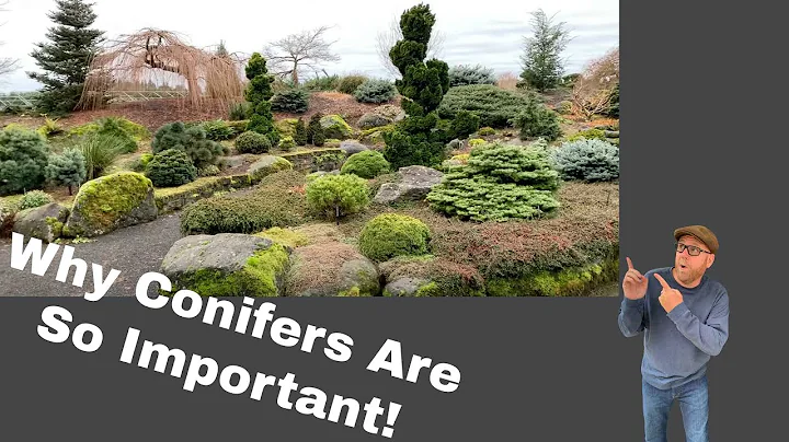 Winter Conifer Garden. Take a walk with us through...