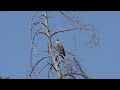 White-tailed eagle on a favorite tree / Орлан белохвост на любимом дереве