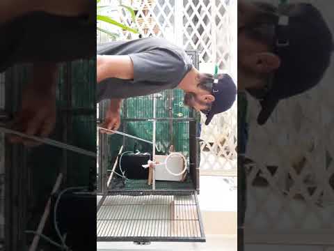 Stimsons Python in Bird Cage
