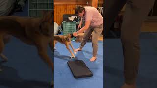 Training a Retrieve: Getting a sit and hold | Ravi