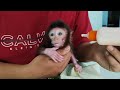 O m gthe baby monkey nomi gets ang ry if he is late giving him milk in the morning