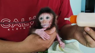 O M G⁉️the baby monkey Nomi gets ang ry if he is late giving him milk in the morning
