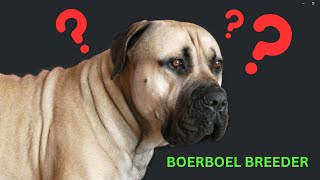 How to choose a good BOERBOEL breeder