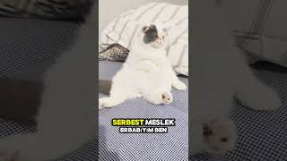 Freelancer  featureme cat cat explore shorts funny