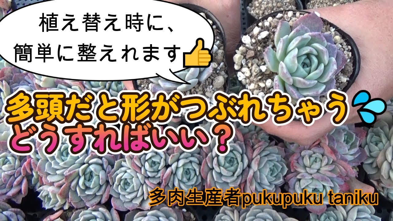 多頭だと形がつぶれちゃう💦どうすればいい？植え替え時に簡単に整えれ